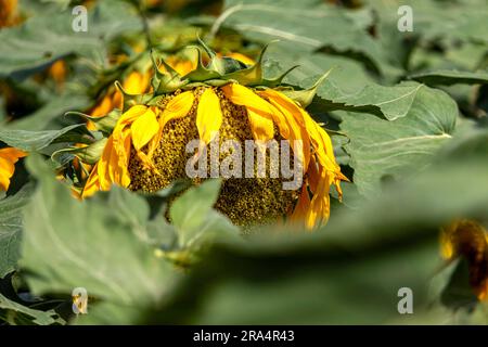 Tête de tournesol à fleurs poussant dans un champ. gros plan. Mise au point sélective. Israël Banque D'Images