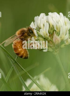 Une abeille collectant le nectar sur une fleur de trèfle blanche Banque D'Images