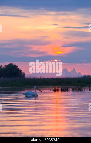 Grand pélican blanc Pelecanus onocrotalus, adulte nageant au coucher du soleil, Delta du Danube, Roumanie, juin Banque D'Images