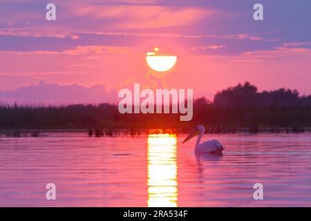 Grand pélican blanc Pelecanus onocrotalus, adulte nageant au coucher du soleil, Delta du Danube, Roumanie, juin Banque D'Images