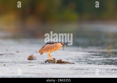Héron de nuit à couronne noire Nycticorax nycticorax, adulte avec poisson dans le bec, Delta du Danube, Roumanie, juin Banque D'Images