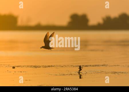 Chlidonias hybrida, sterne chuchotée, adulte volant avec des poissons dans le bec comme grenouille de marais Rana ridibunda, adulte saute pour attraper l'insecte au lever du soleil, Danube Delt Banque D'Images