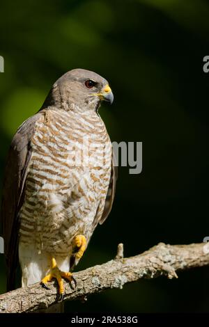 Levant sparrowhawk Accipiter brevipes, femelle adulte perchée sur la branche, Macin, Roumanie, juin Banque D'Images