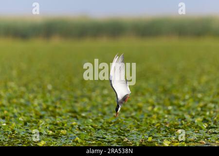 Sterne chuchotée Chlidonias hybrida, plumage d'été adulte volant, plongée pour les proies, Delta du Danube, Roumanie, juin Banque D'Images