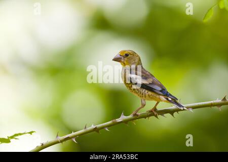 Hawfinch Coccothrautes coccothrautes, juvénile perchée sur la tige de rose de chien, Macin, Roumanie, juin Banque D'Images