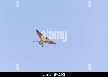 Barn Ugge Hirundo rustica, adulte volant, Suffolk, Angleterre, juin Banque D'Images