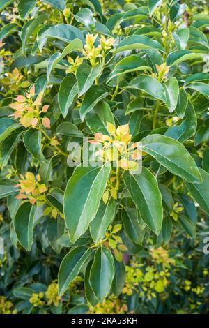 De nouvelles feuilles douces émergent de Cinnamomum camphora , communément connu sous le nom de Camphor. Uttarakhand Inde. Banque D'Images