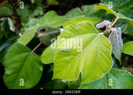 Les feuilles d'Ampelopsis glandulosa var. Brevipedunculata, avec des noms communs de ragrande vitesse, de la baie de porcelaine, de l'Amour peppervine, et du raisin sauvage, sont un p ornemental Banque D'Images