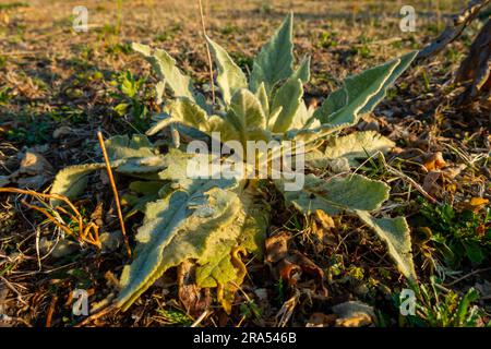 Verbascum thapsus, la grande usine de mullein dans la région himalayenne d'Uttarakhand, en Inde. Banque D'Images