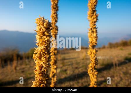 Verbascum thapsus, la grande usine de mullein dans la région himalayenne d'Uttarakhand, en Inde. Banque D'Images