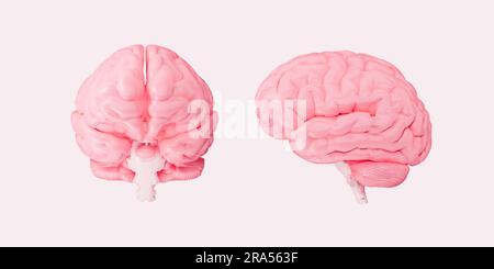 Cerveau humain isolé sur fond blanc vue avant et latérale 3D Illustration Banque D'Images