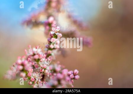 Fleurs de Tamarix au printemps, les petites fleurs blanches ressemblent à un nuage sur fond bleu ciel, flou Banque D'Images