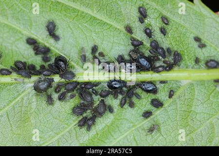 Le puceron noir Myzus cerasi infestation sur une feuille de cerisier avec des fourmis garant. Banque D'Images