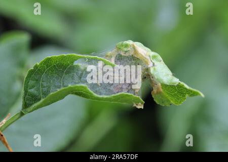 Nid de jeunes chenilles d'Yponomeuta ou anciennement Hyponomeuta malinellus l'hermine de pomme sur une feuille de pomme au début du printemps. Banque D'Images