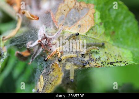 Nid de jeunes chenilles d'Yponomeuta ou anciennement Hyponomeuta malinellus l'hermine de pomme sur une feuille de pomme au début du printemps. Banque D'Images