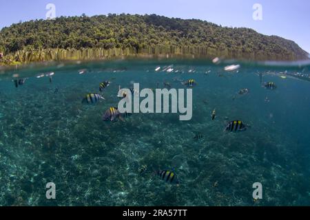 Le sergent Indo Pacific nage dans le banc. Abudefduf vaigiensis pendant la plongée dans Raja Ampat. Sergent près de la surface. Petit poisson plat avec du noir Banque D'Images