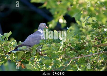 Magnifique colombe sur fond vert naturel. Le palambus européen de columba est assis seul l'après-midi d'été. Banque D'Images