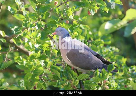 Magnifique colombe sur fond vert naturel. Le palambus européen de columba est assis seul l'après-midi d'été. Banque D'Images