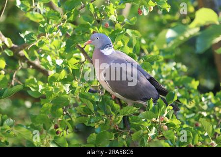 Magnifique colombe sur fond vert naturel. Le palambus européen de columba est assis seul l'après-midi d'été. Banque D'Images