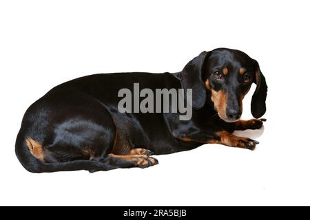 Chien, dachshund noir sur fond blanc regardant l'appareil photo Banque D'Images