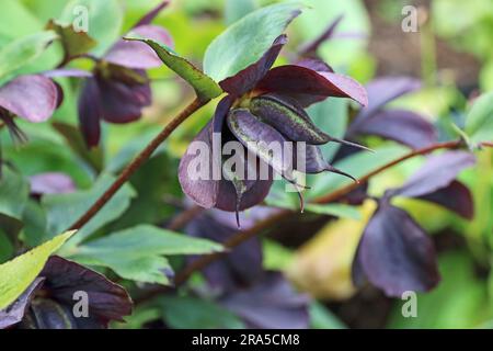 Helleborus x hybridus Harvington nuances de la nuit Banque D'Images