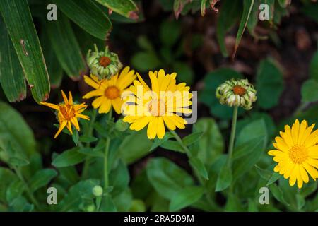 groupe de marigolds de champ jaune qui a récemment ouvert dans le jardin arrière Banque D'Images