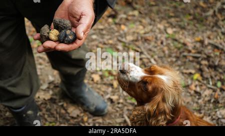 Un homme tenant des truffes de champignons devant un chien. Banque D'Images