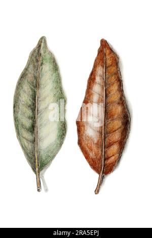 Partie supérieure et inférieure d'une feuille de magnolia flétrie isolée sur blanc avec ombre. Banque D'Images