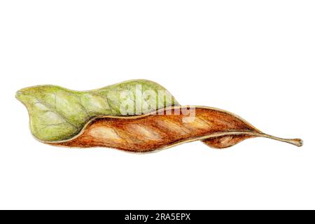 Isolé avec une feuille de magnolia isolée sur blanc. Banque D'Images