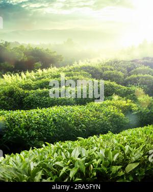 Les plantations de thé arrière-plan , les plantations de thé dans la lumière du matin Banque D'Images