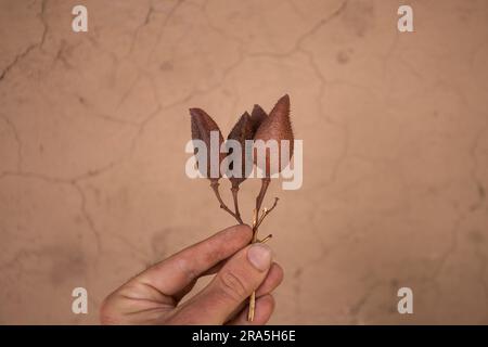 Annatto, annatto ou onoto, est un pigment naturel rouge jaunâtre, qui est extrait des graines de Bixa orellana, un arbuste originaire de l'Amérique tropicale. Banque D'Images