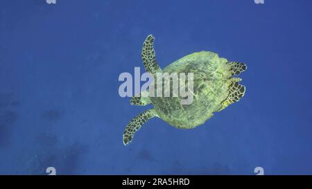 La tortue des mers (Eretmochelys imbricata) ou Bissa plonge au fond de l'océan bleu, dans la mer Rouge, en Égypte Banque D'Images