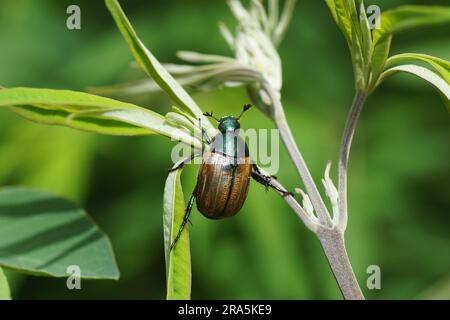 Frottement des dunes (anomala dubia). Famille des scarabs, scarabée (Scarabaeidae). Dans un arbuste dans un jardin hollandais. Juin, été Banque D'Images