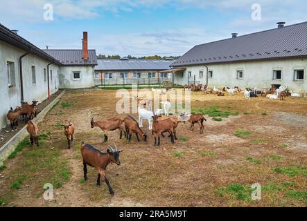 Troupeau en feuilles, enclos de bétail de ferme de campagne. Chèvres laolly brunes avec agneaux debout dans l'abri et Peek à travers la clôture en bois, les animaux ar Banque D'Images