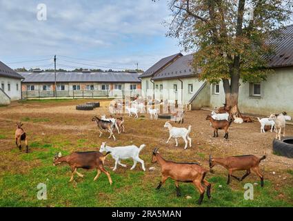 Troupeau en feuilles, enclos de bétail de ferme de campagne. Chèvres laolly brunes avec agneaux debout dans l'abri et Peek à travers la clôture en bois, les animaux ar Banque D'Images