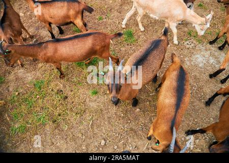 Troupeau en feuilles, enclos de bétail de ferme de campagne. Chèvres laolly brunes avec agneaux debout dans l'abri et Peek à travers la clôture en bois, les animaux ar Banque D'Images