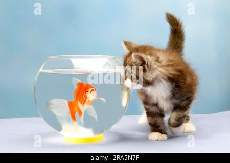 Norwegian Forest Cat, chaton, 7 semaines, et le poisson rouge dans un pot Banque D'Images