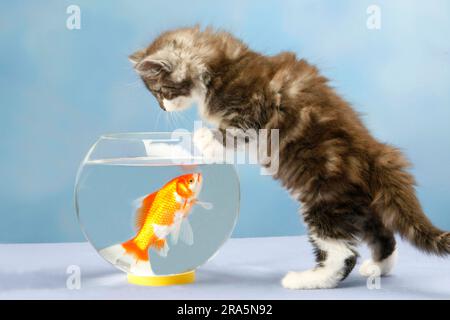 Norwegian Forest Cat, chaton, 7 semaines, et le poisson rouge dans un pot Banque D'Images