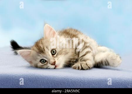 Norwegian Forest Cat, chaton, 7 semaines Banque D'Images
