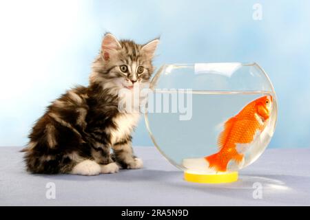 Norwegian Forest Cat, chaton, 7 semaines, et le poisson rouge dans un pot Banque D'Images