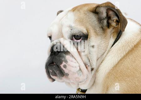 Bulldog anglais Banque D'Images