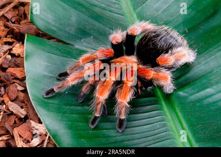 Firelet mexicain (Brachypelma boehmei), tarantula mexicaine à pattes rouges, araignée d'oiseaux Banque D'Images