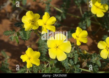 Puncturevine, Namibie (Tribulus terrestris), Vine ponction, tête de chèvre, Zygophyllaceae Banque D'Images