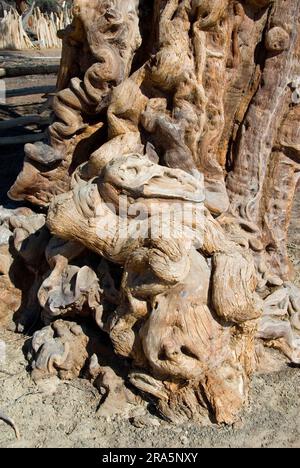 Ana Tree, Homeb, Namib Naukluft Apple-Ring acacia (Faidherbia albida) Namibie Banque D'Images