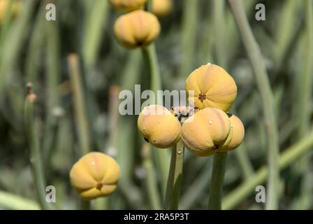 Buisson à lait Damara (Euphorbia damarana), Damaraland, euphorbia, sphème, balai de Damara, Namibie Banque D'Images