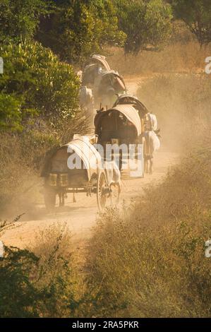 Ox-cart sur route poussiéreuse, ncart, tirant d'air, tirant d'eau, ncart, Zébu, bétail de zébu, Bagan, Birmanie, Pagan, Myanmar Banque D'Images