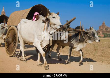 Ox-cart, ncart, brouillon ox, brouillon oxen, ncart, Zébu, bétail de zébu, Bagan, Birmanie, Pagan, Myanmar Banque D'Images