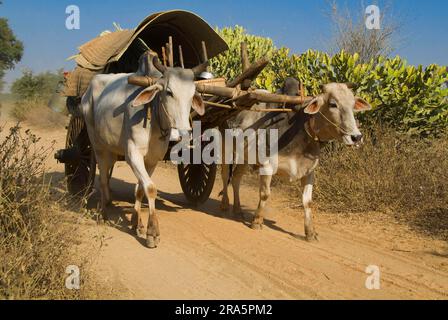 Ox-cart, ncart, brouillon ox, brouillon oxen, ncart, Zébu, bétail de zébu, Bagan, Birmanie, Pagan, Myanmar Banque D'Images