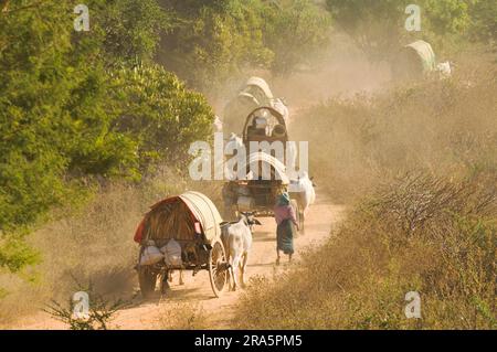 Ox-cart sur route poussiéreuse, ncart, tirant d'air, tirant d'eau, ncart, Zébu, bétail de zébu, Bagan, Birmanie, Pagan, Myanmar Banque D'Images