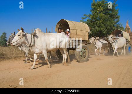 Ox-cart, ncart, brouillon ox, brouillon oxen, ncart, Zébu, bétail de zébu, Bagan, Birmanie, Pagan, Myanmar Banque D'Images